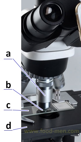 Schematic diagram 1 of slide and coverslip placement