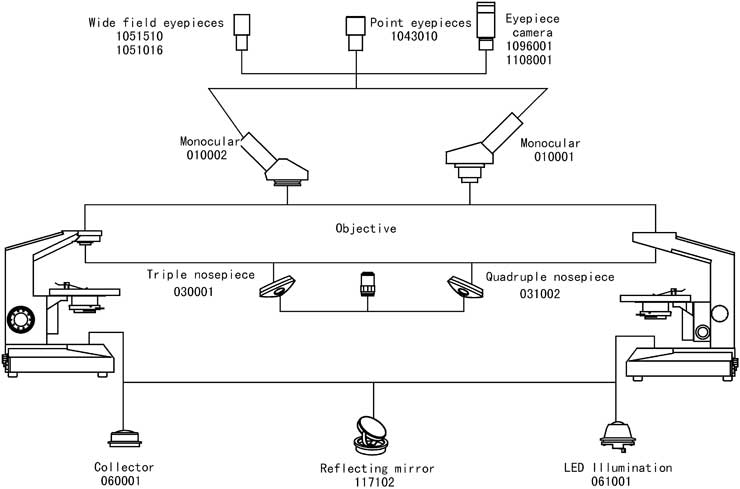 Structure Diagram of LP-5 Biological Microscope