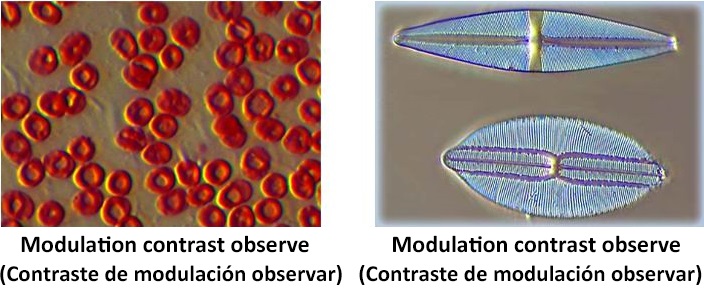 Pictures taken with XDS-3PMC inverted biological microscope